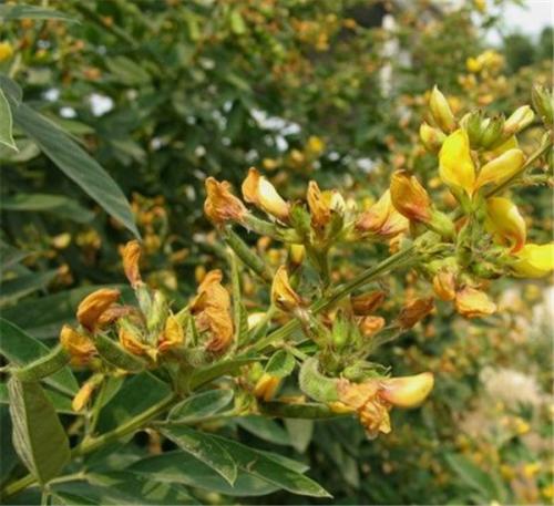 長沙東日園林工程有限公司,長沙園林綠化工程,長沙綠化養護管理 長沙東日園林工程有限公司,長沙園林綠化工程,長沙綠化養護管理